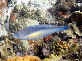 IMG 3662 Princess Parrotfish